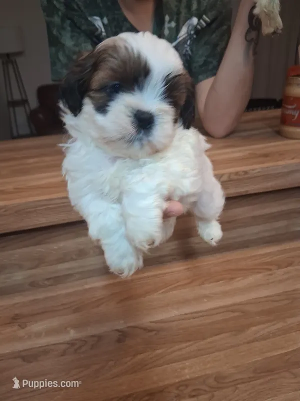 Akc Ralph 🐶 – Shih Tzu puppy for sale in Bullhead City, AZ
