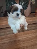 Akc Ralph 🐶, a male Shih Tzu for sale in Bullhead City, AZ – 1 of 2