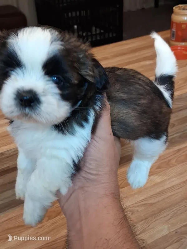 Akc Renata – Shih Tzu puppy for sale in Bullhead City, AZ