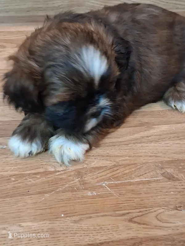 Akc Reina 👑 – Shih Tzu puppy for sale in Bullhead City, AZ
