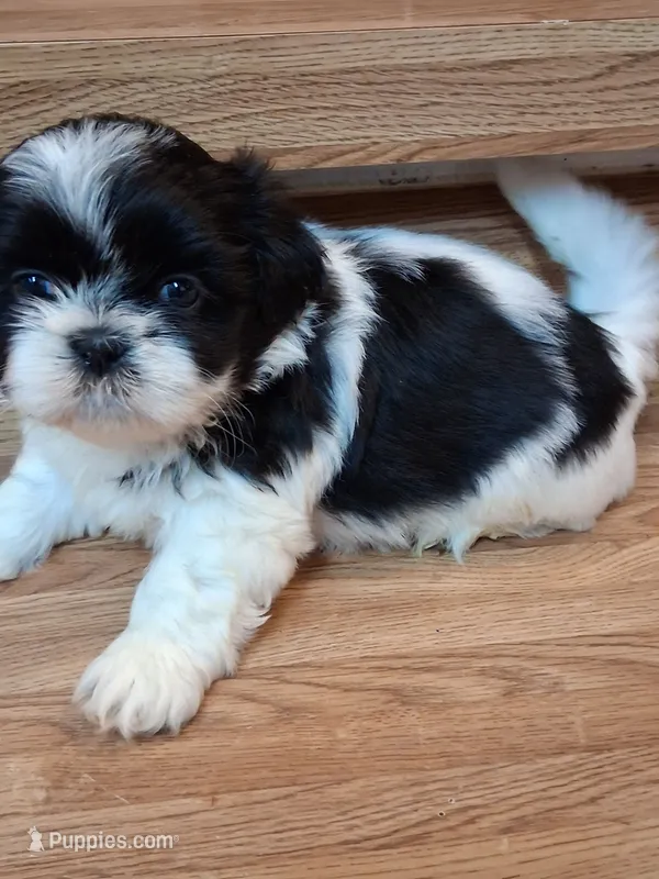 Akc Remi 🥰 – Shih Tzu puppy for sale in Bullhead City, AZ