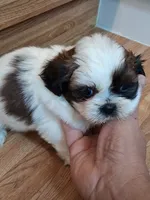 Akc Rosie ❤️, a female Shih Tzu for sale in Bullhead City, AZ – 2 of 2