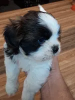 Akc Renata, a female Shih Tzu for sale in Bullhead City, AZ – 2 of 2