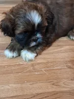 Akc Reina 👑, a female Shih Tzu for sale in Bullhead City, AZ – 2 of 3