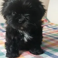 Fred, a male Shih Tzu for sale in Payson, AZ – Photo 2 of 2