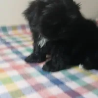 Fred, a male Shih Tzu for sale in Payson, AZ – Photo 1 of 2