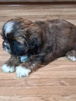 Akc Reina 👑, a female Shih Tzu for sale in Bullhead City, AZ – 3 of 3