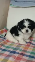 Ying yang 🥰, a female Shih Tzu for sale in Payson, AZ – Photo 2 of 2