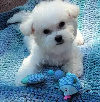 Oregon Star, a female Bichon Frise for sale in Oregon, OR – 3 of 4