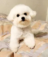 Oregon Star, a female Bichon Frise for sale in Oregon, OR – 1 of 4