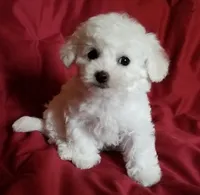 Oregon Star, a female Bichon Frise for sale in Oregon, OR – 4 of 4