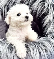 Oregon Star, a female Bichon Frise for sale in Oregon, OR – 2 of 4