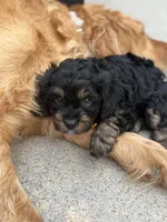 Belle, a female Cavapoo for sale in Grant, NE – 4 of 4