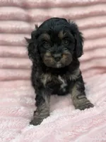 Belle, a female Cavapoo for sale in Grant, NE – 2 of 4