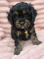Belle, a female Cavapoo for sale in Grant, NE – 3 of 4