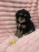 Aurora , a female Cavapoo for sale in Grant, NE – 2 of 2