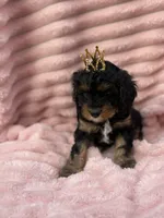 Tiana, a female Cavapoo for sale in Grant, NE – 3 of 4