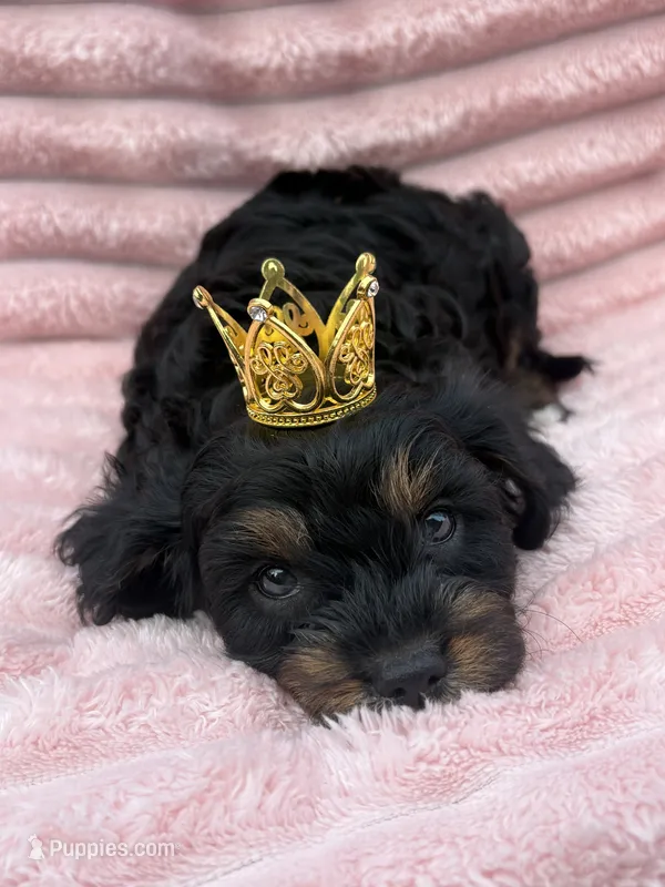 Belle – Cavapoo puppy for sale in Grant, NE