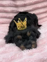 Belle, a female Cavapoo for sale in Grant, NE – 1 of 4