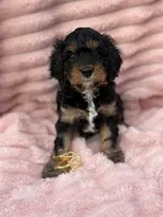 Tiana, a female Cavapoo for sale in Grant, NE – 1 of 4
