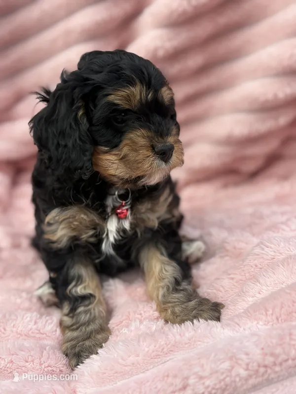 Aurora  – Cavapoo puppy for sale in Grant, NE