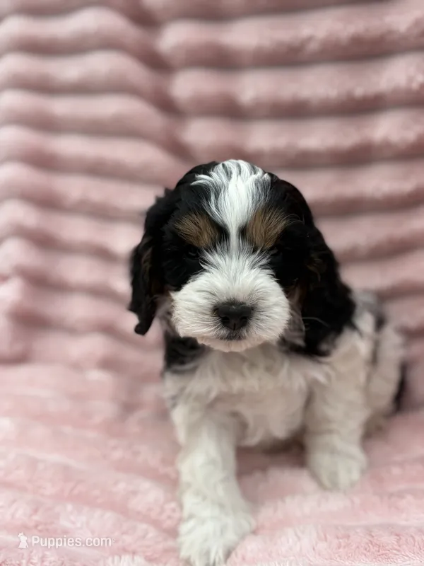 Ariel – Cavapoo puppy for sale in Grant, NE