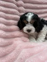 Ariel, a female Cavapoo for sale in Grant, NE – 2 of 2