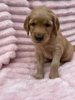 Tiffany, a female Golden Retriever for sale in Grant, NE – 2 of 2