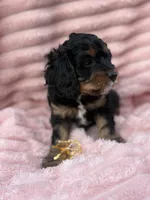 Tiana, a female Cavapoo for sale in Grant, NE – 2 of 4