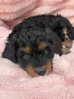 Tiana, a female Cavapoo for sale in Grant, NE – 4 of 4