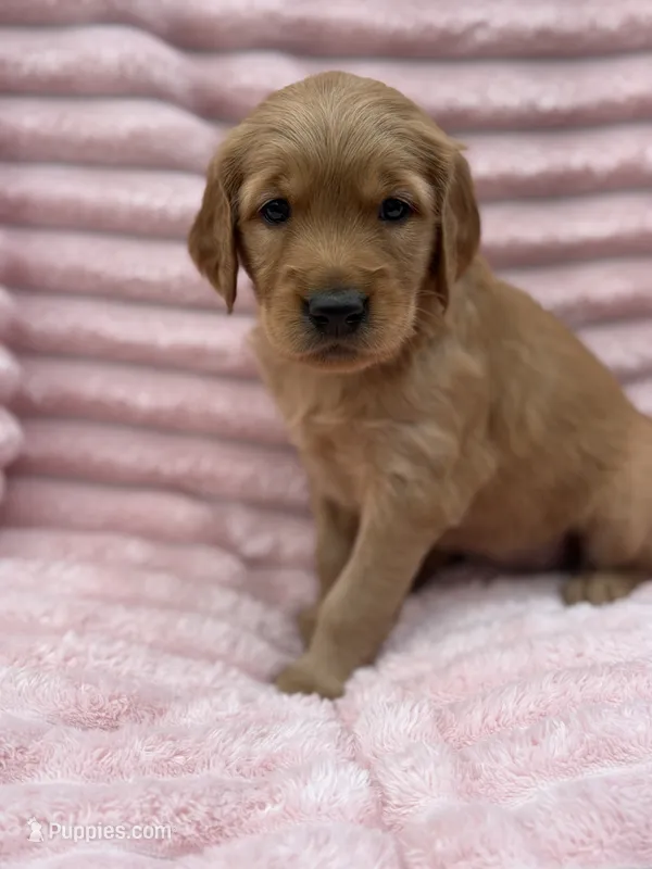 Tiffany – Golden Retriever puppy for sale in Grant, NE
