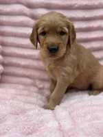 Tiffany, a female Golden Retriever for sale in Grant, NE – 1 of 2