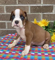 Spike, a female Boxer for sale in Grabill, IN – 4 of 4