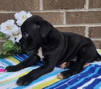 Blacky girl, a female Boxer for sale in Grabill, IN – 2 of 4