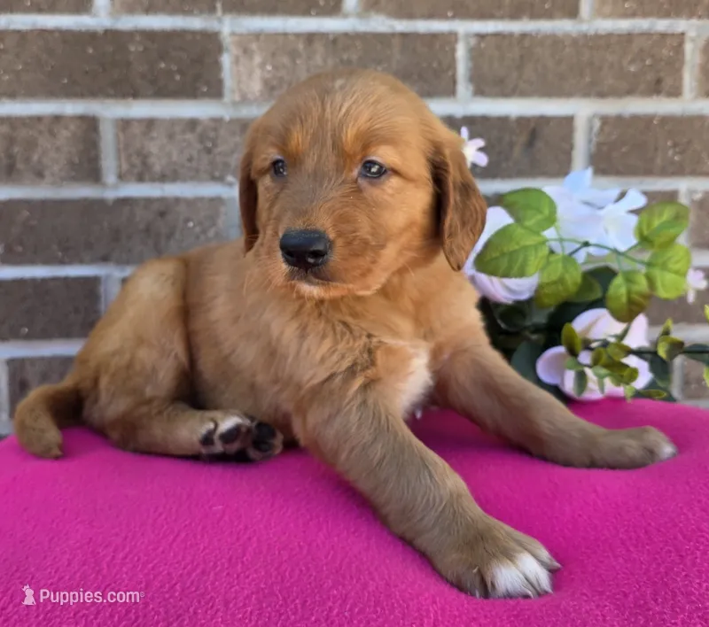 LaRose – Golden Retriever puppy for sale in Grabill, IN