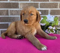 LaRose, a female Golden Retriever for sale in Grabill, IN – 1 of 4