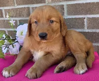 LaRose, a female Golden Retriever for sale in Grabill, IN – 2 of 4