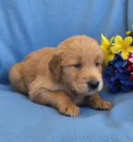 Myron, a male Golden Retriever for sale in Grabill, IN – 3 of 4