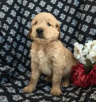 Solomon , a male Golden Retriever for sale in Grabill, IN – 3 of 3