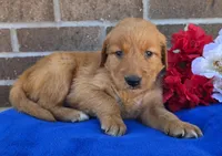 Rocky, a male Golden Retriever for sale in Grabill, IN – 4 of 4