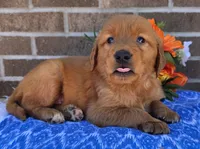 Lyle, a male Golden Retriever for sale in Grabill, IN – 2 of 4