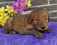 Bingo, a female Golden Retriever for sale in Grabill, IN – 3 of 4