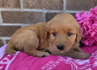 Julie, a female Golden Retriever for sale in Grabill, IN – 2 of 4