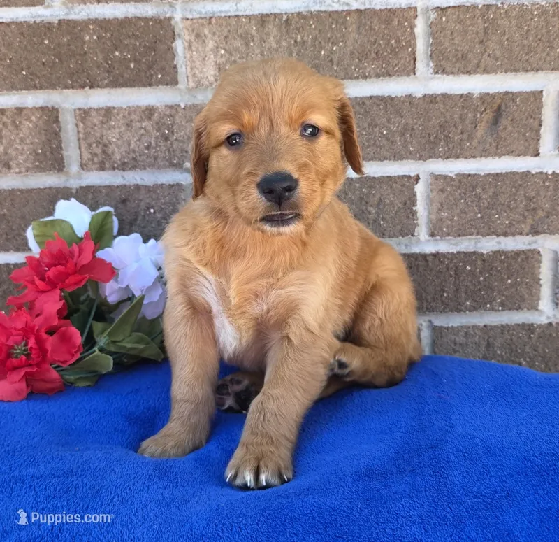 Rocky – Golden Retriever puppy for sale in Grabill, IN