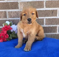 Rocky, a male Golden Retriever for sale in Grabill, IN – 1 of 4