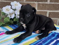 Blacky girl, a female Boxer for sale in Grabill, IN – 4 of 4