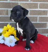 Jake, a male Boxer for sale in Grabill, IN – 2 of 6