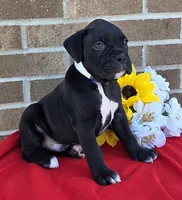 Jake, a male Boxer for sale in Grabill, IN – 3 of 6