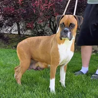 Jake, a male Boxer for sale in Grabill, IN – 6 of 6