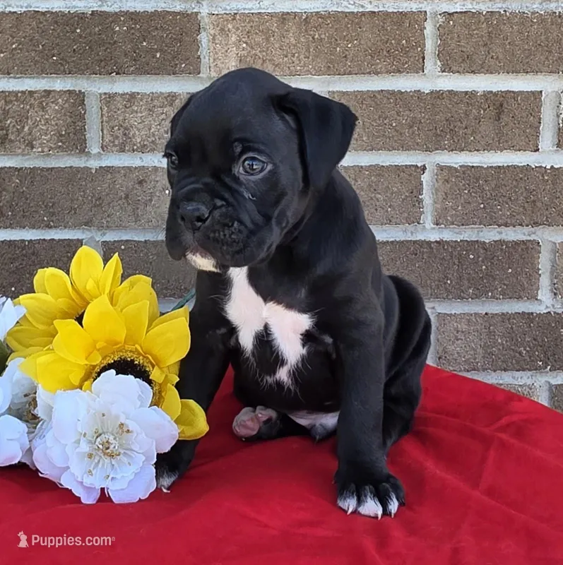 Jake – Boxer puppy for sale in Grabill, IN